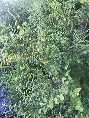 Vaccinium parvifolium