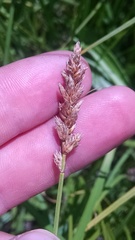 Carex sartwellii