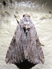 Melipotis jucunda
