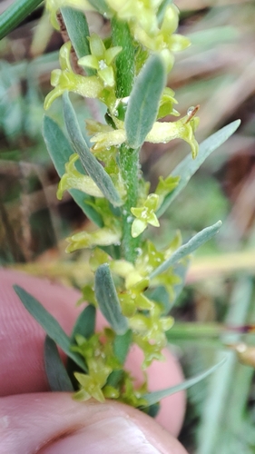 Image of Thymelaea pubescens by no rights reserved