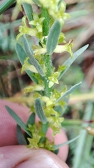 Thymelaea pubescens