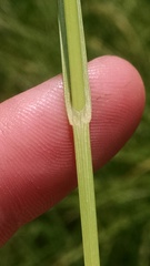 Carex sartwellii
