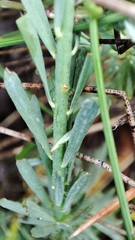 Thymelaea pubescens