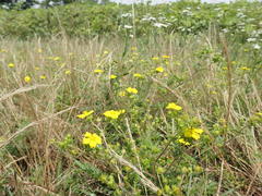 Potentilla chinensis