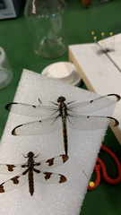 Libellula axilena