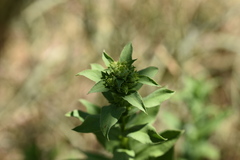 Pentanema spiraeifolium
