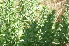 Pentanema spiraeifolium