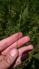 Eleocharis compressa