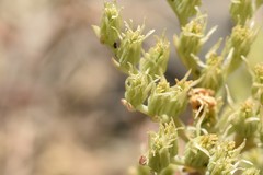 Petrosedum ochroleucum