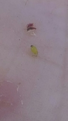 Eleocharis compressa