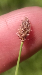 Eleocharis compressa