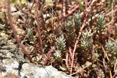 Petrosedum ochroleucum