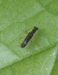 Hydnocerinae