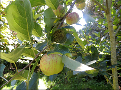 Heliothrips haemorrhoidalis