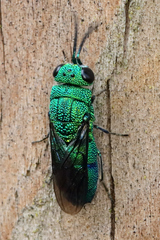 Chrysis nisseri