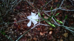 Tabernaemontana amygdalifolia