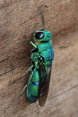 Chrysis nisseri