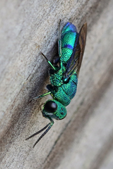 Chrysis nisseri