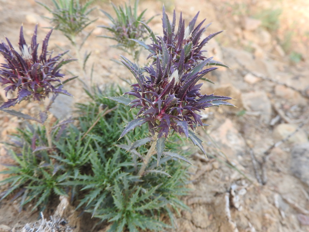 Atractylis caespitosa
