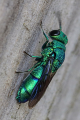 Chrysis nisseri