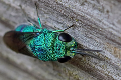 Chrysis nisseri