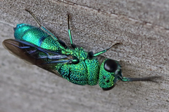 Chrysis nisseri