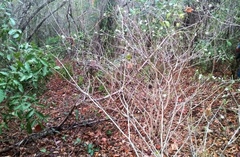 Tabernaemontana amygdalifolia