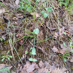 Blackstonia perfoliata