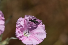 Oedemera flavipes