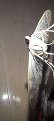 Pygospila tyres