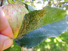 Heliothrips haemorrhoidalis