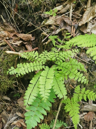 Adiantum pedatum iNat (3)