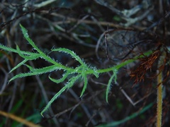 Pelargonium caledonicum