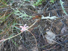 Pelargonium caledonicum