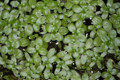 Callitriche heterophylla