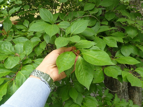 Lonicera vidalii iNat (3)