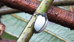 Epilachna nigrocincta