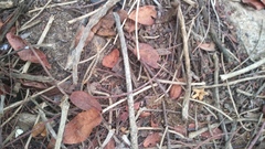 Cormocephalus guildingii