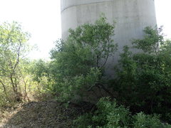 Salix chaenomeloides