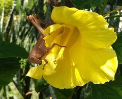 Valanga