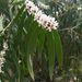 photo of Western Australian Peppermint (Agonis flexuosa)