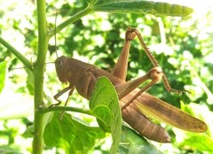 Valanga