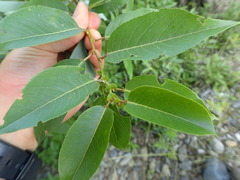 Salix chaenomeloides