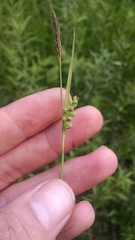 Carex meadii