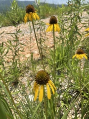 Echinacea paradoxa paradoxa