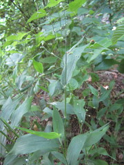 Dichanthelium boscii