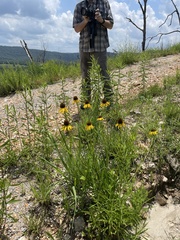 Echinacea paradoxa paradoxa
