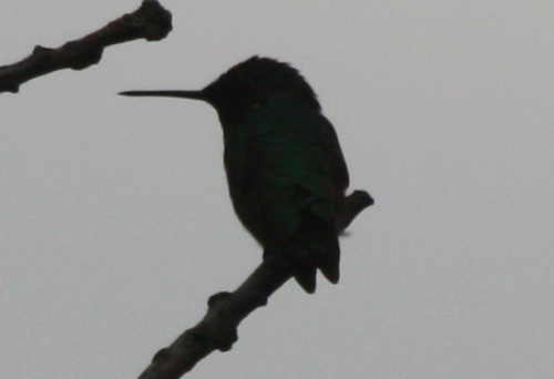 Archilochus colubris