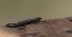 Trachylepis