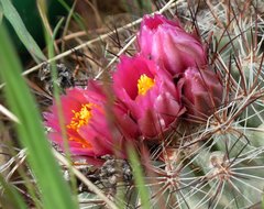 Pediocactus nigrispinus
